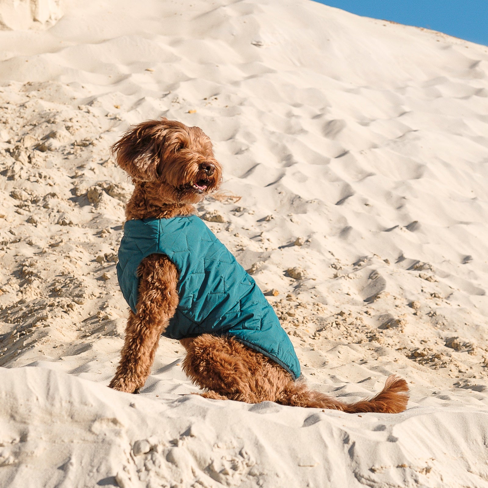 Dog, Sustainable Eco-Friendly Dog Jacket / Vest - Made in Ukraine