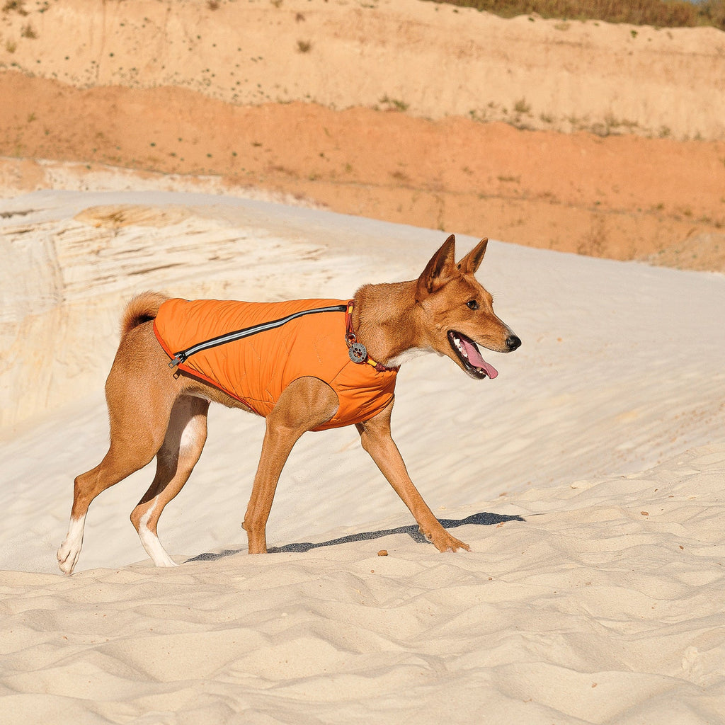 Dog, Sustainable Eco-Friendly Dog Jacket / Vest - Made in Ukraine