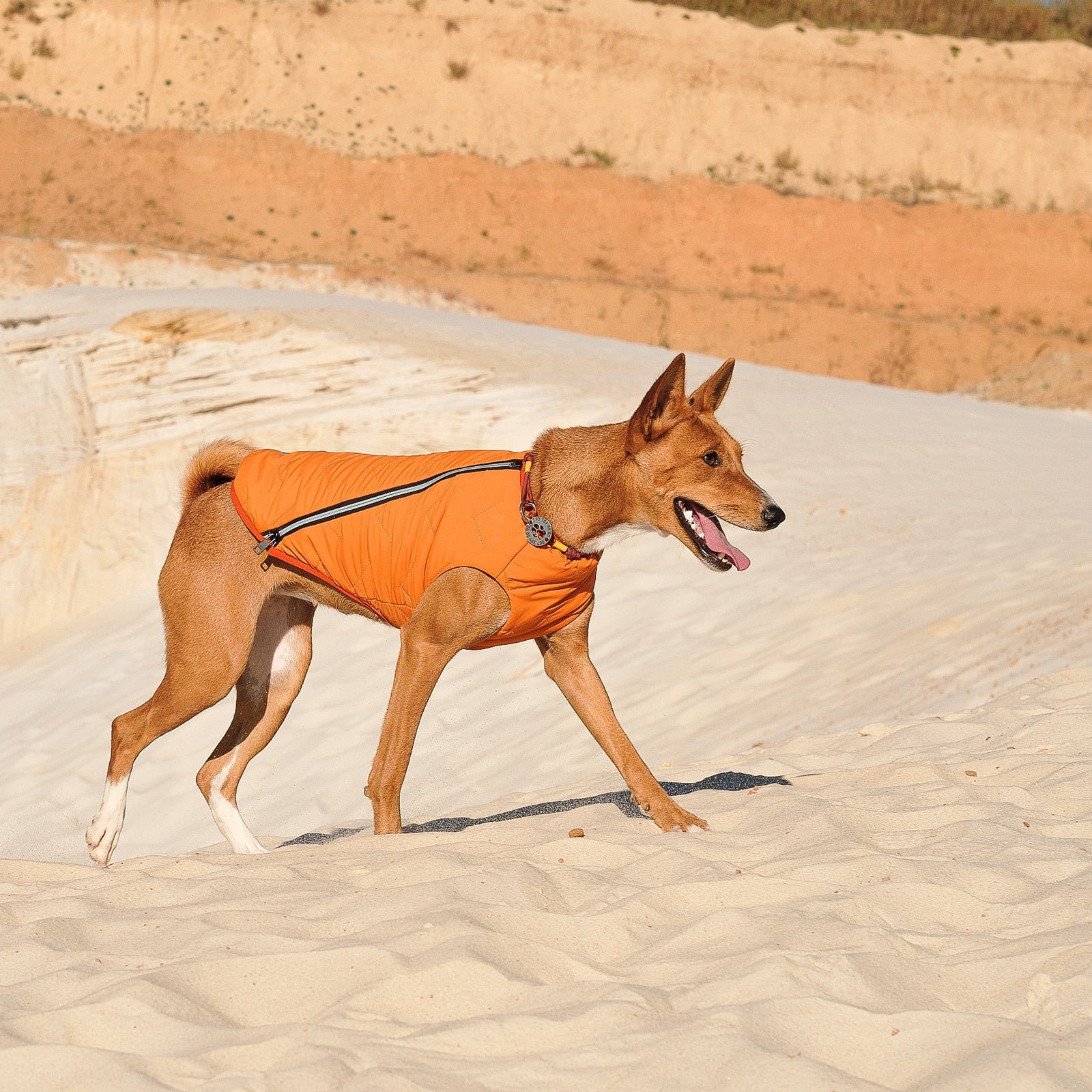 Dog, Sustainable Eco-Friendly Dog Jacket / Vest - Made in Ukraine
