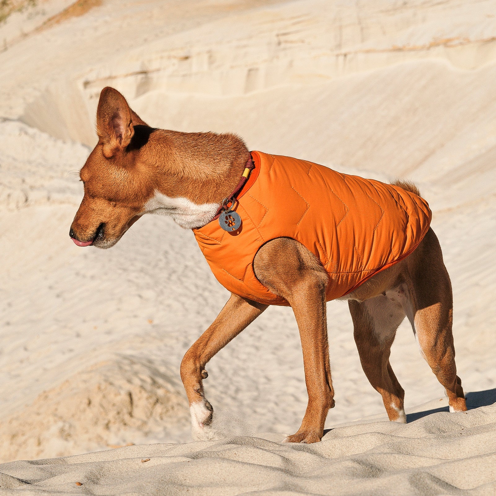 Dog, Sustainable Eco-Friendly Dog Jacket / Vest - Made in Ukraine