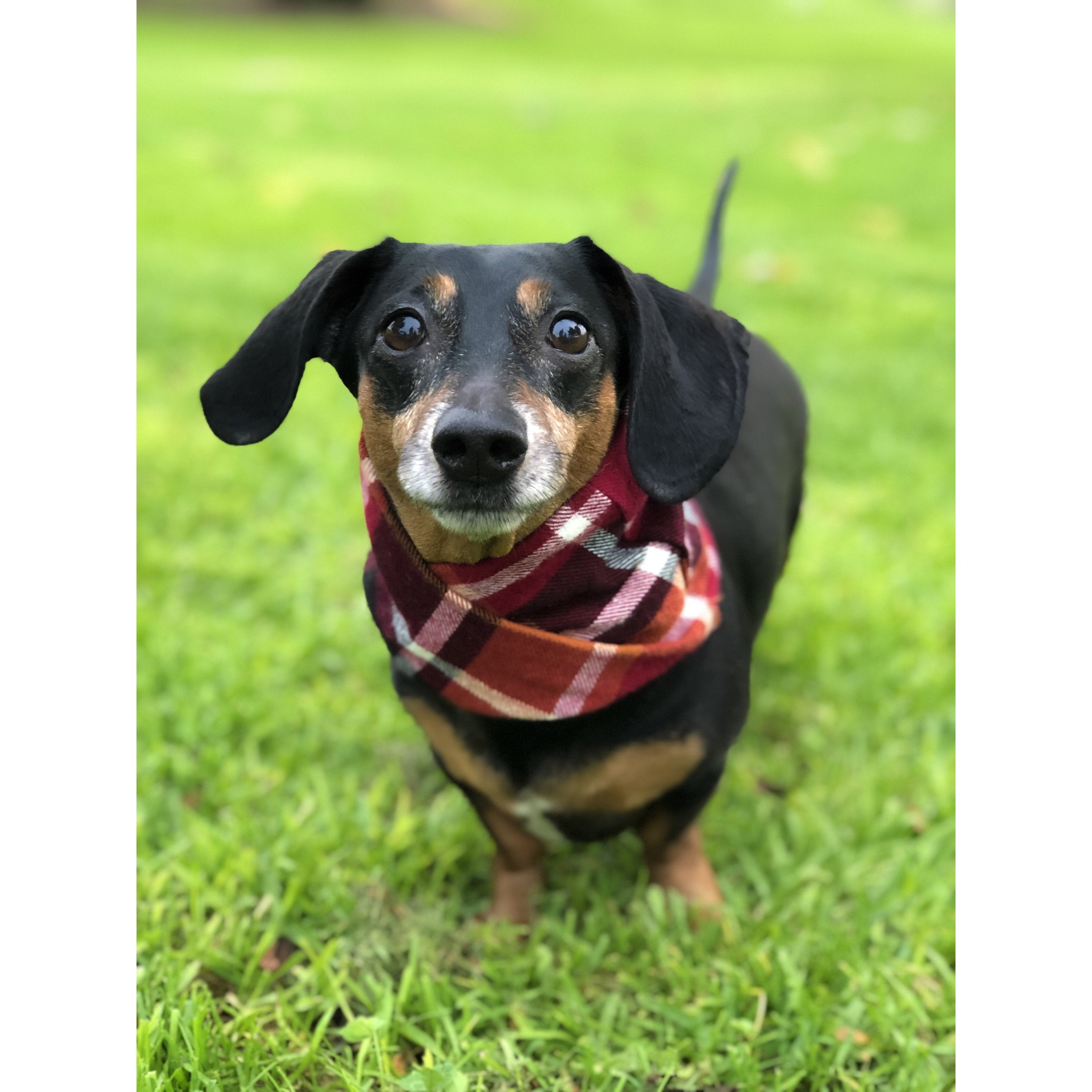 Dog Scarf, Spice Latte