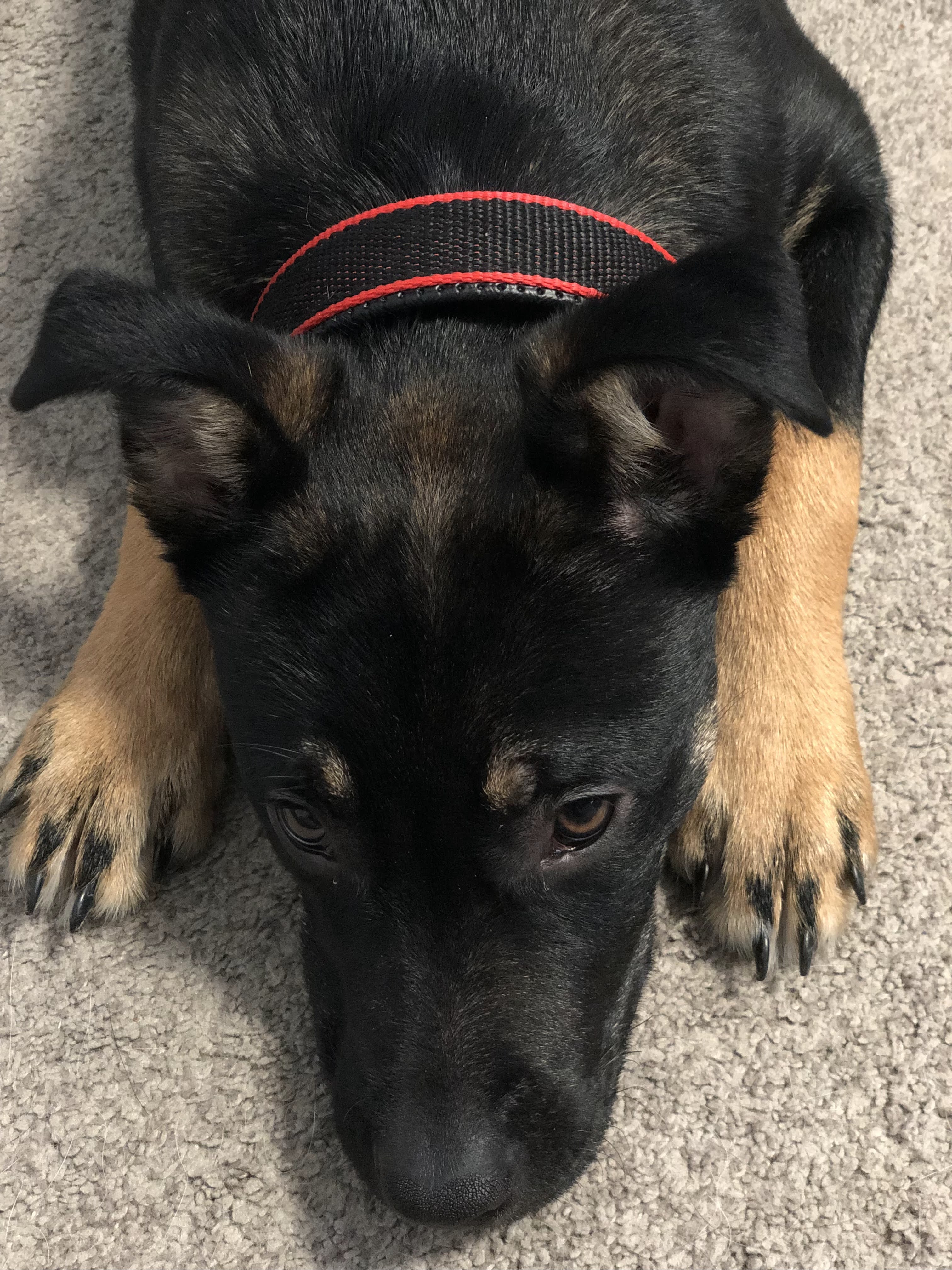 Dog Collar, Durable in - Red/Black