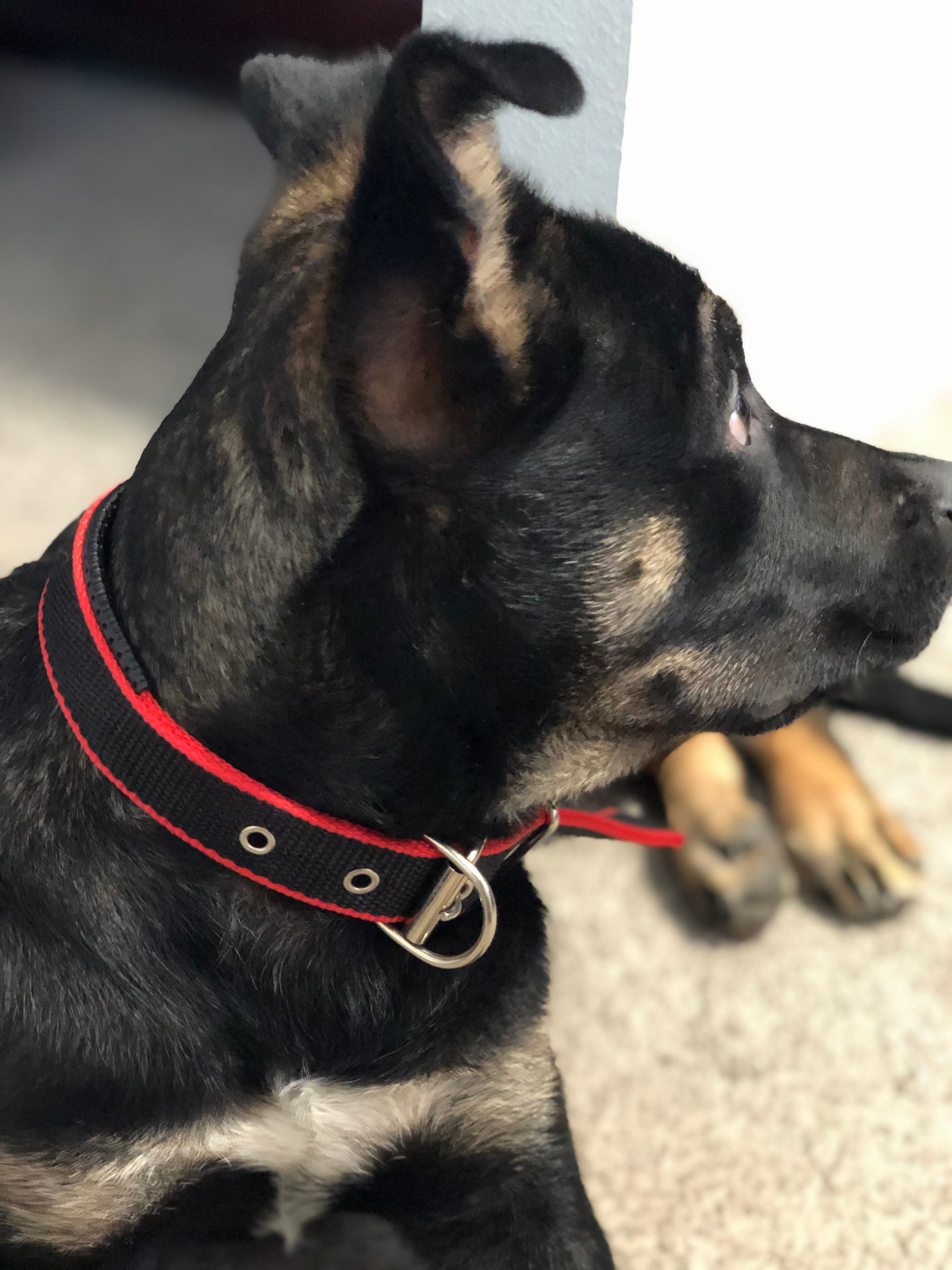 Dog Collar, Durable in - Red/Black