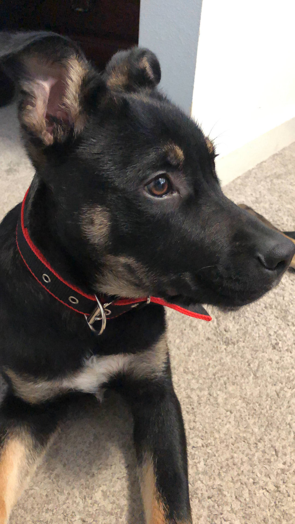 Dog Collar, Durable in - Red/Black