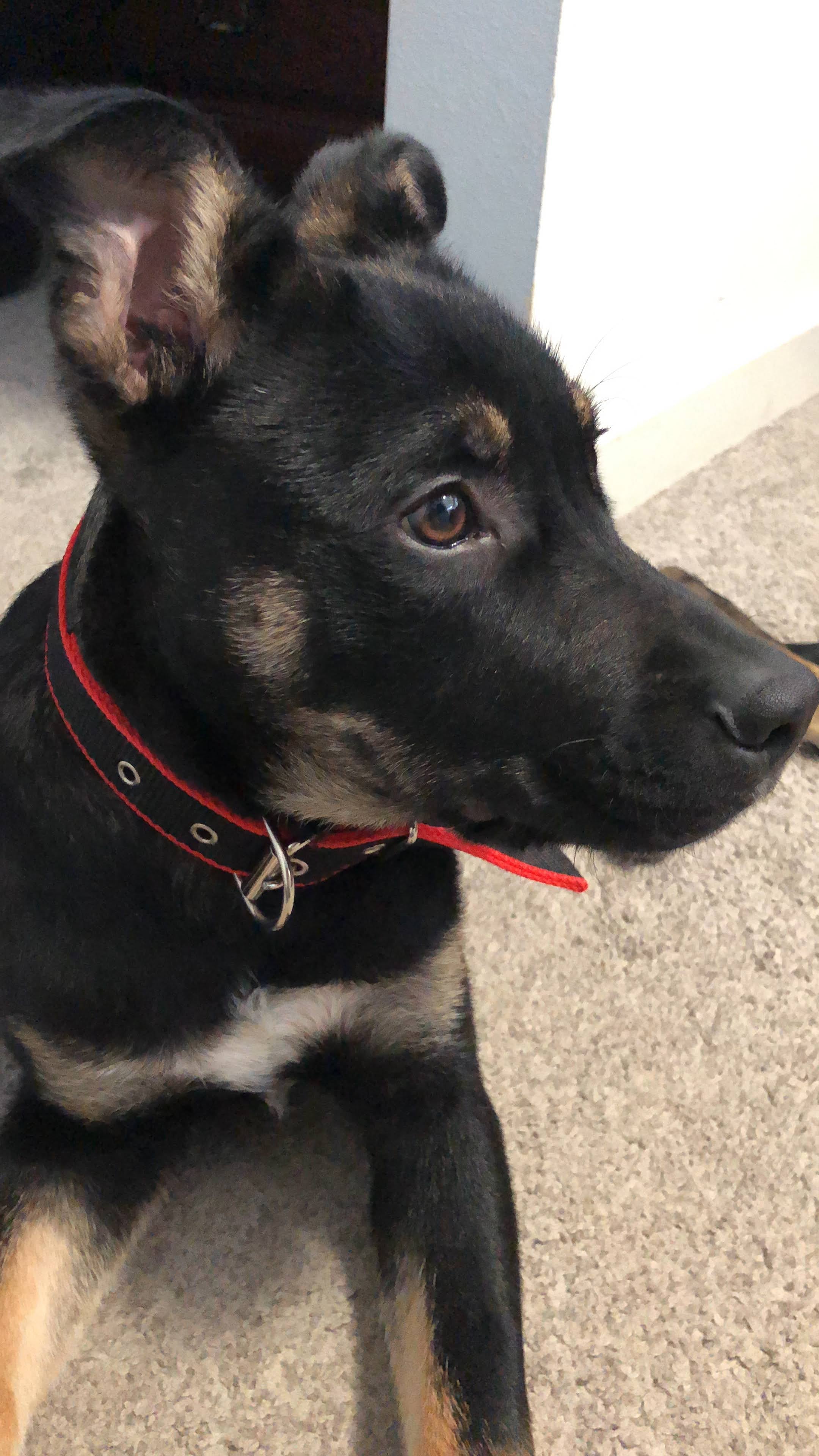 Dog Collar, Durable in - Red/Black